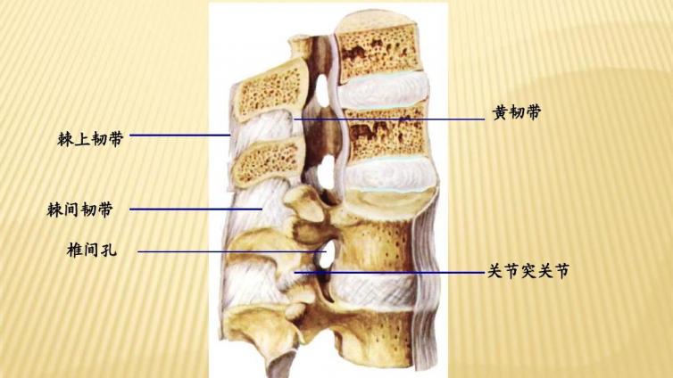 脊柱韧带退行性疾病：后纵韧带骨化症