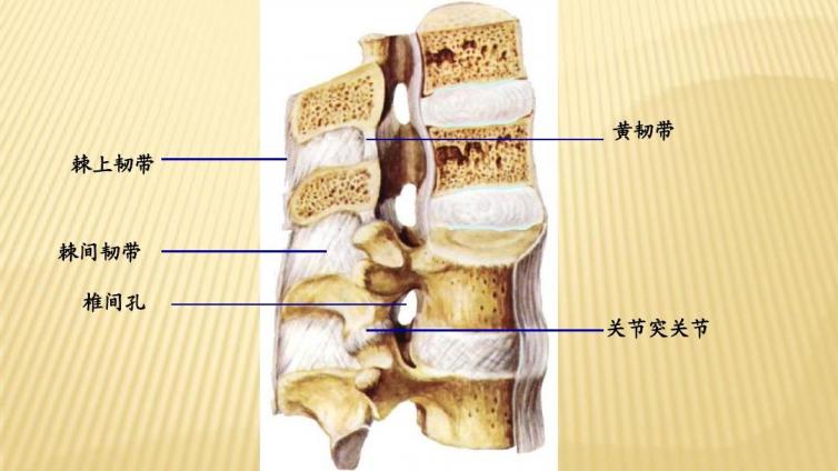 脊柱韧带退变机制