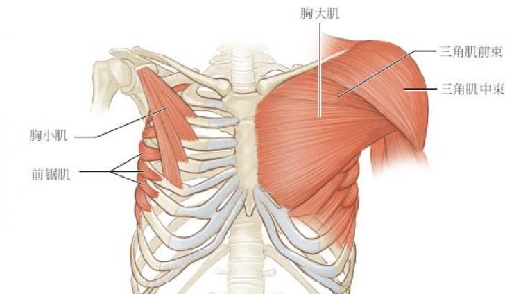 肌肉：脊柱稳定的核心肌肉群