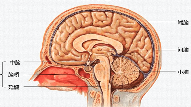 脑的组成以及脑干的腹侧