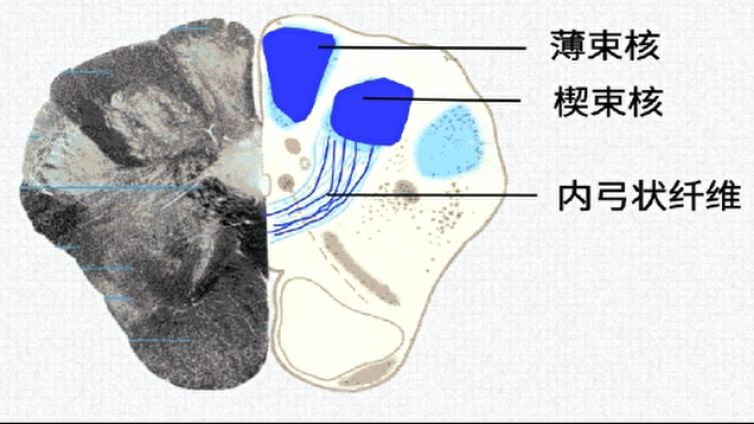 脑干的灰质（3）