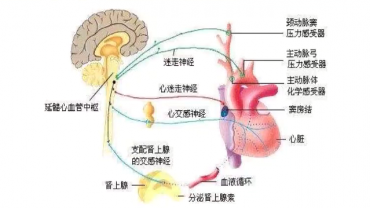 放射对比剂(RCM)不良反应类型