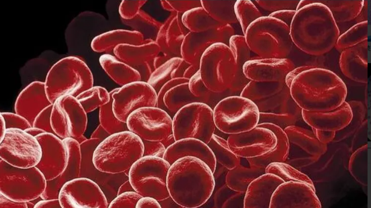 人造血细胞首次实现异体输注