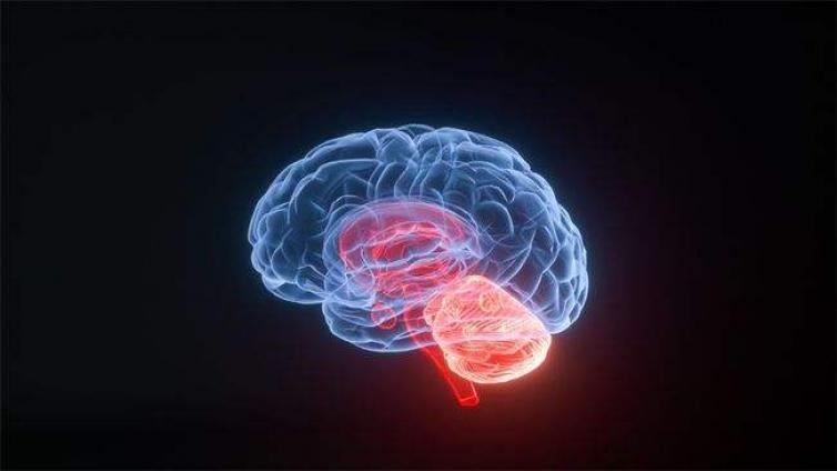 新型脑机接口最新临床前神经数据公布