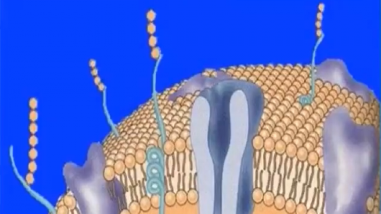 单个心肌细胞的除极与复极